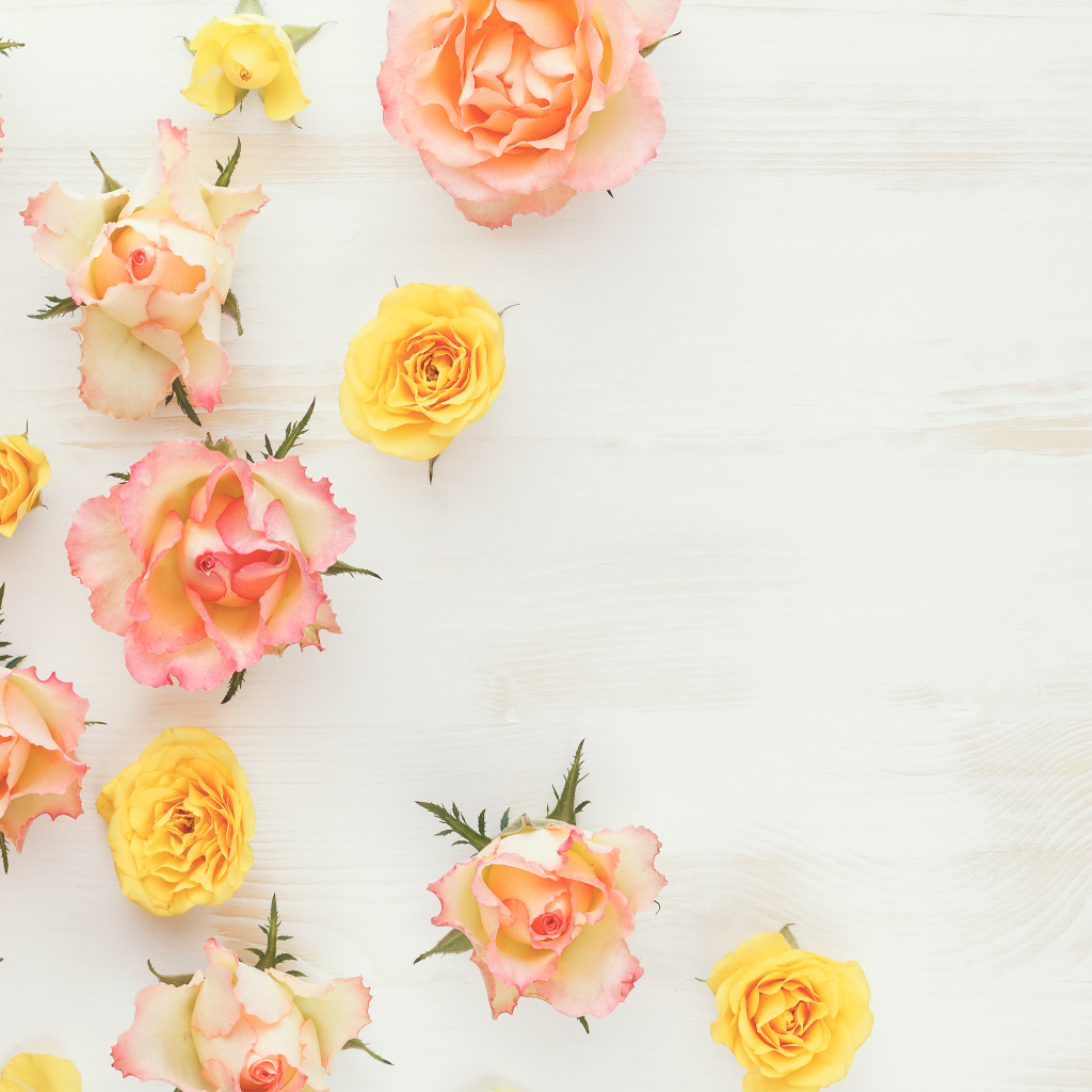 Сорванные цветы розовой и желтой розы на столе 