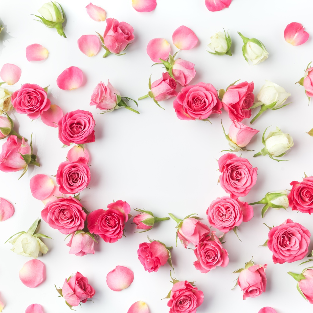 Сорванные белые и розовые розы с лепестками на сером фоне