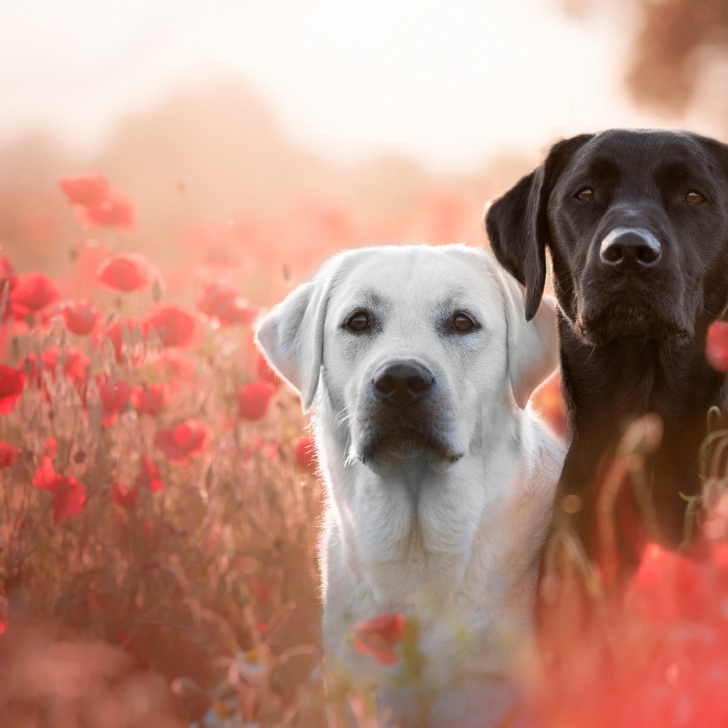 Два лабрадора в цветах красного полевого мака
