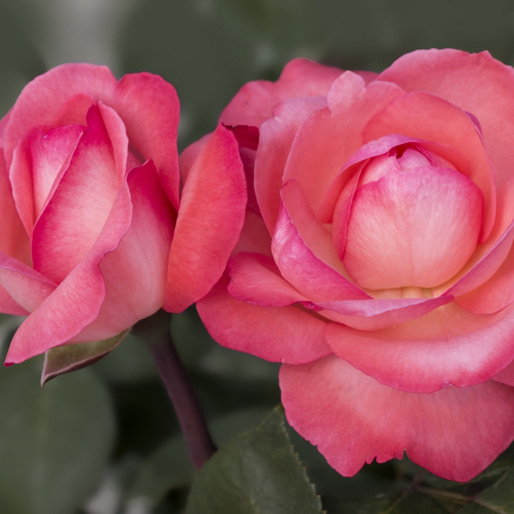 Две красивые пышные розовые розы вблизи 