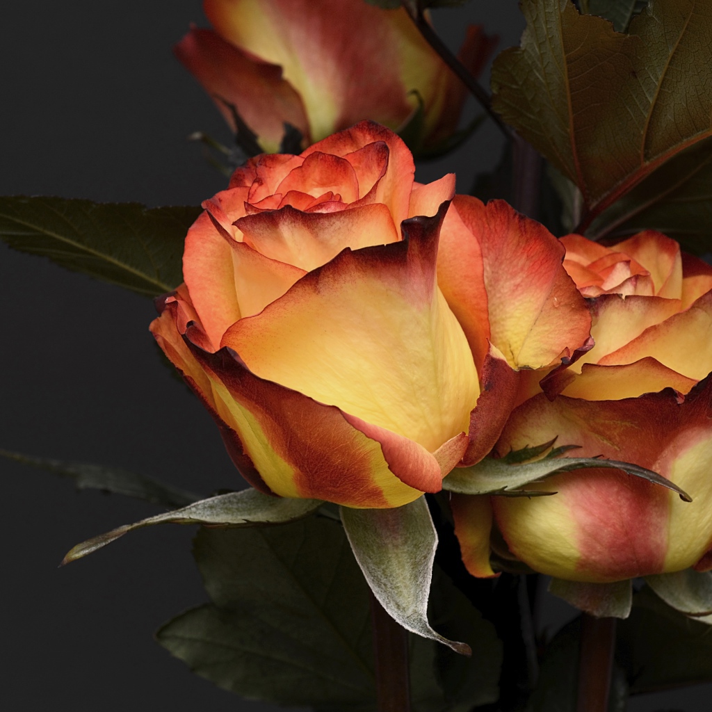 Две красивые оранжевые розы на сером фоне