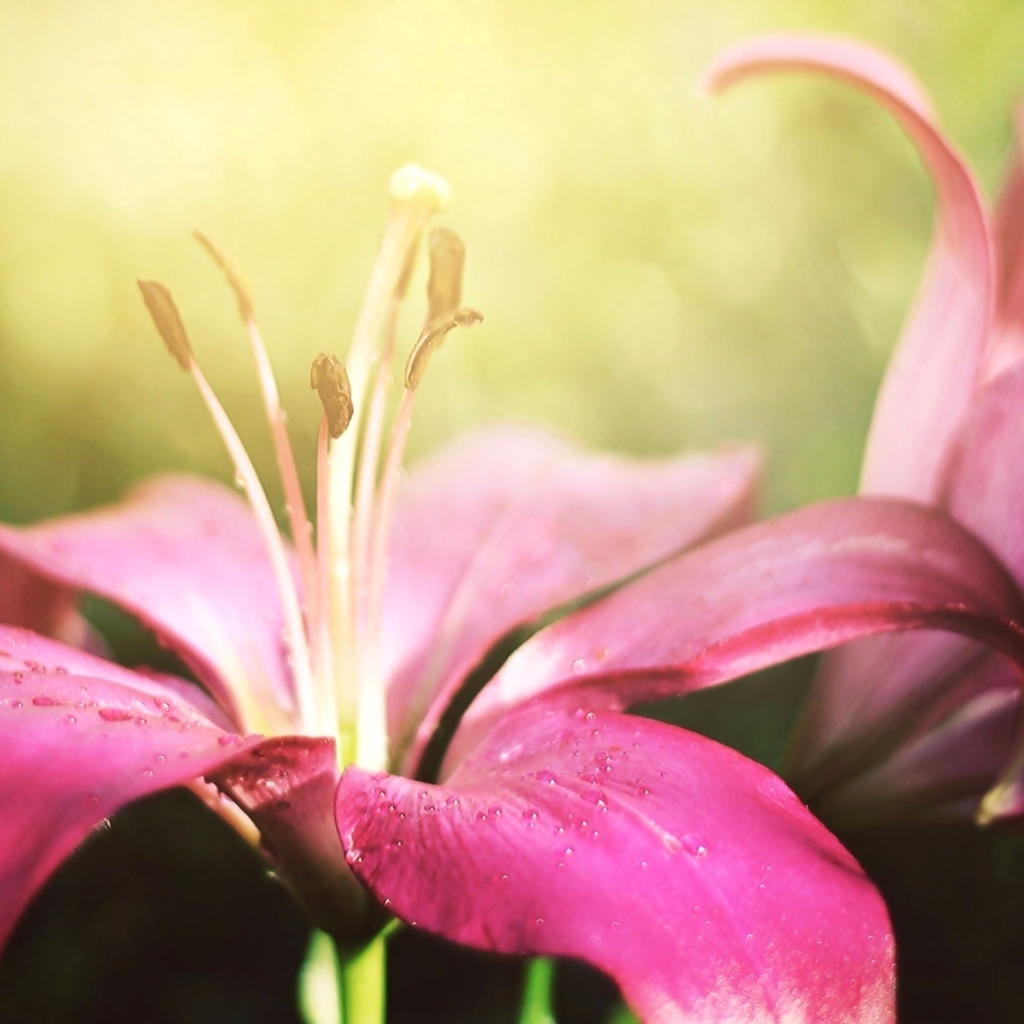 Две красивые розовые лилии 