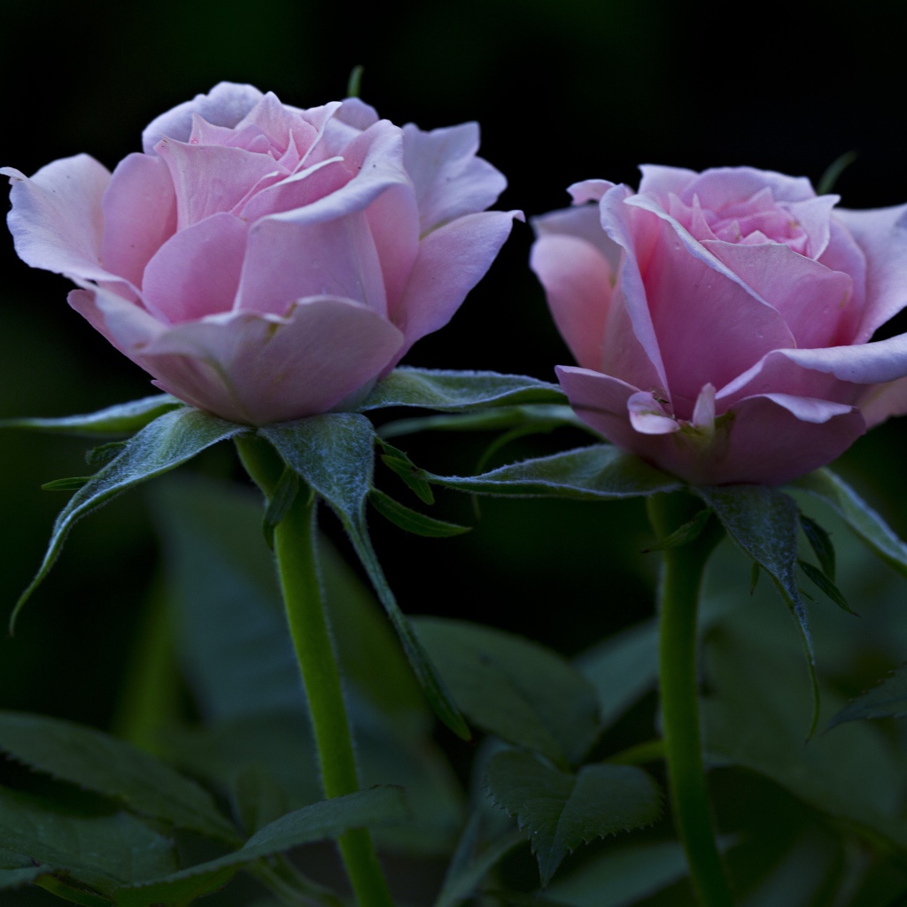 Две красивых розовых розы на клумбе