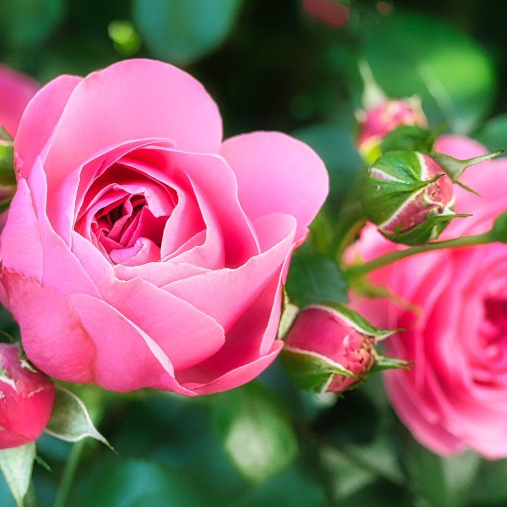 Две красивые розовые розы с бутонами