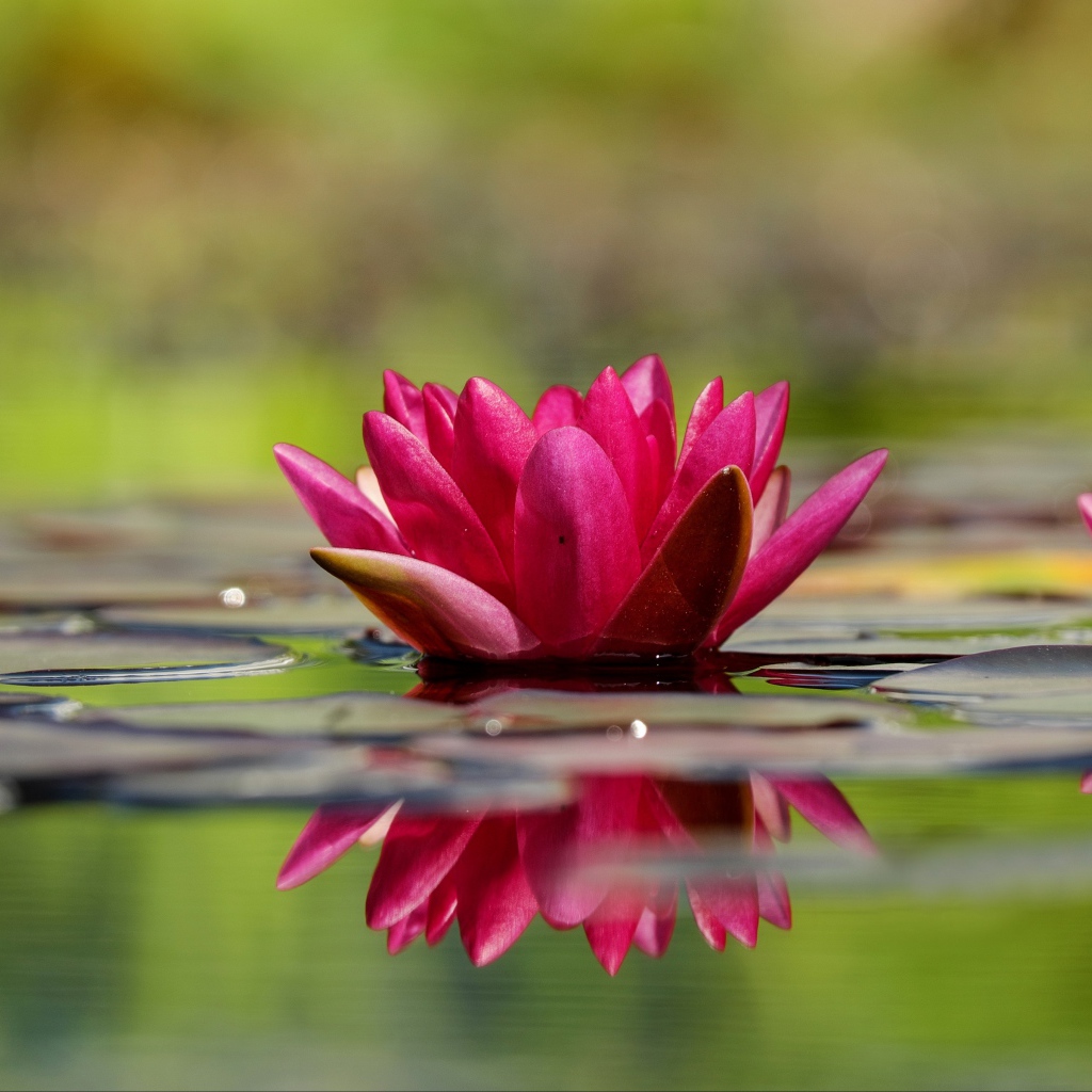 Два красивый розовых цветка водяной лилии в воде 