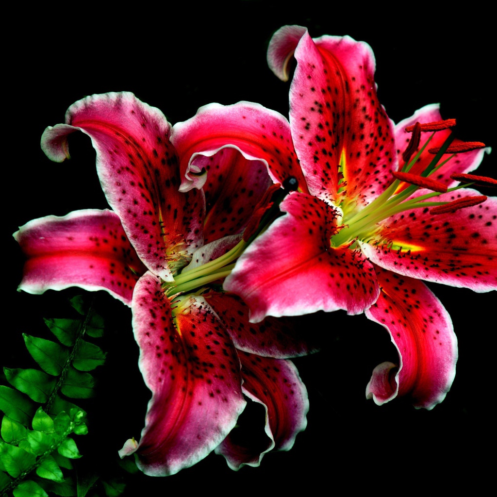 Две красивые тигровые лилии на черном фоне