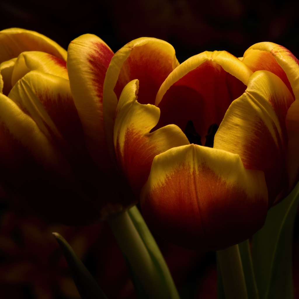 Два красивых тюльпана крупным планом