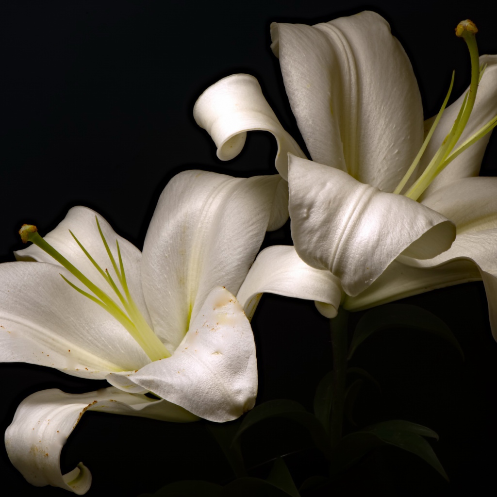 Две красивые белые лилии на черном фоне