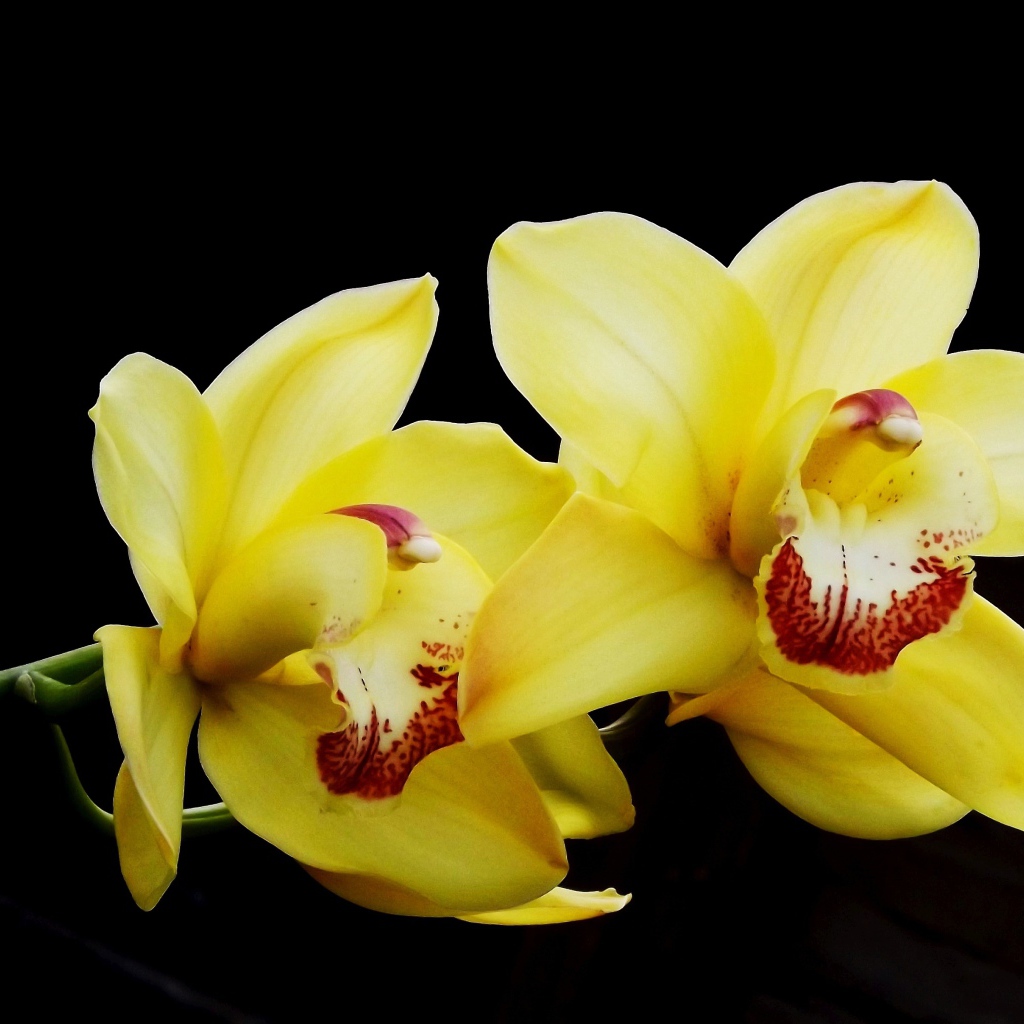 Два красивых желтых цветка орхидеи на черном фоне