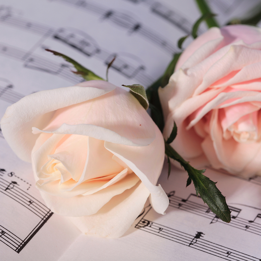 Две нежные розовые розы лежат на нотах 