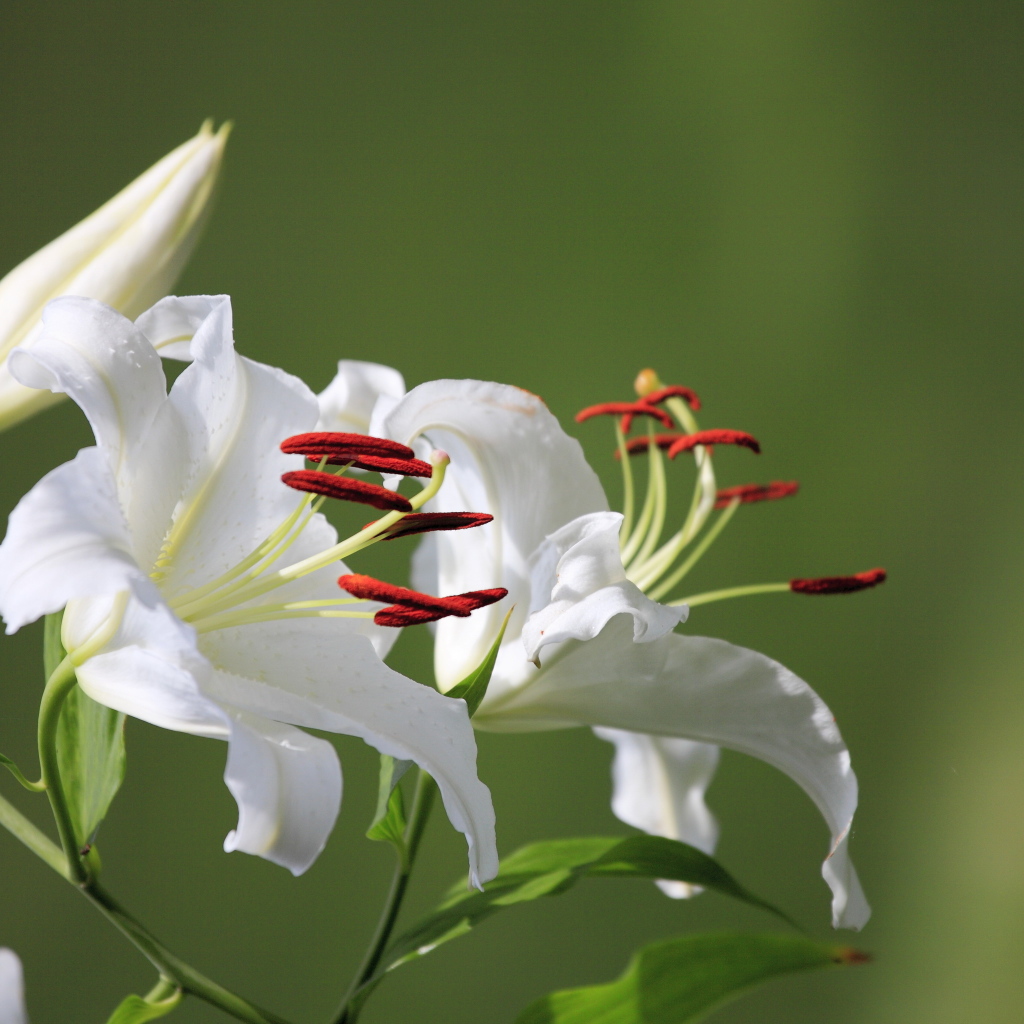 Две нежные белые лилии с бутоном