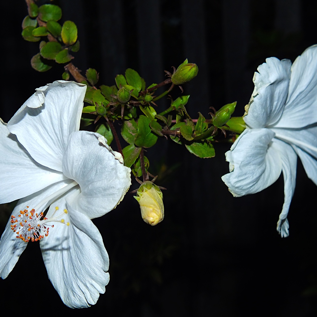 Два больших белых цветка гибискуса с бутонами
