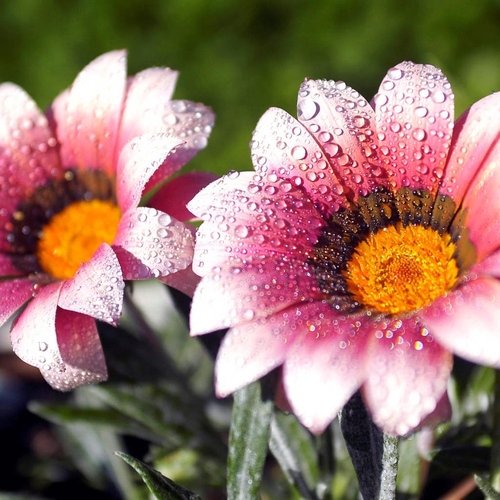 Два розовых цветка газании в каплях росы