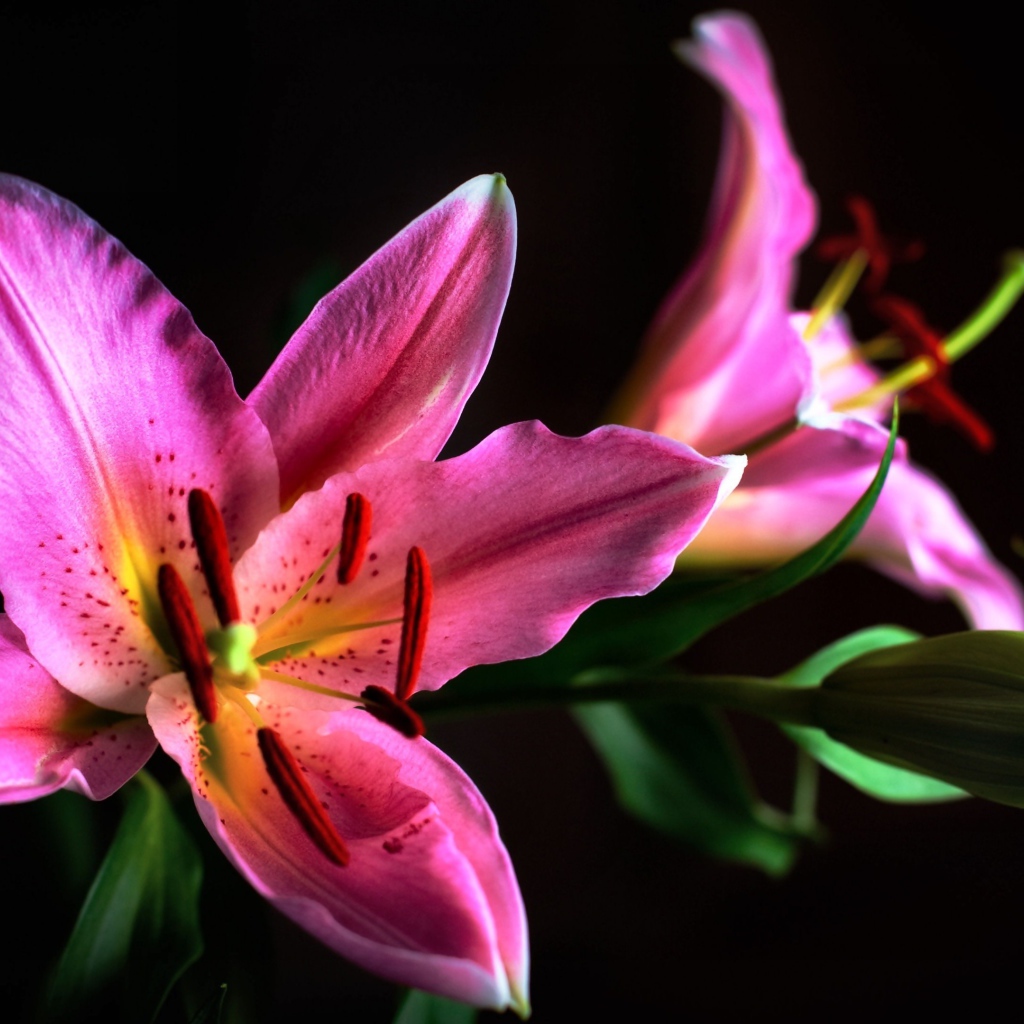 Две розовые лилии с бутоном на черном фоне