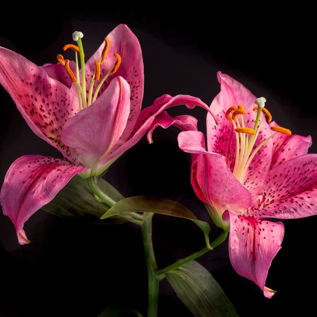 Две розовые тигровые лилии на черном фоне