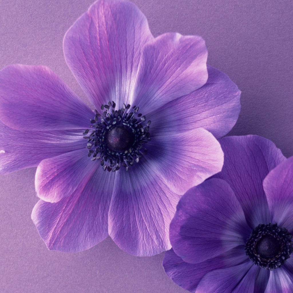Два сиреневых цветка анемоны