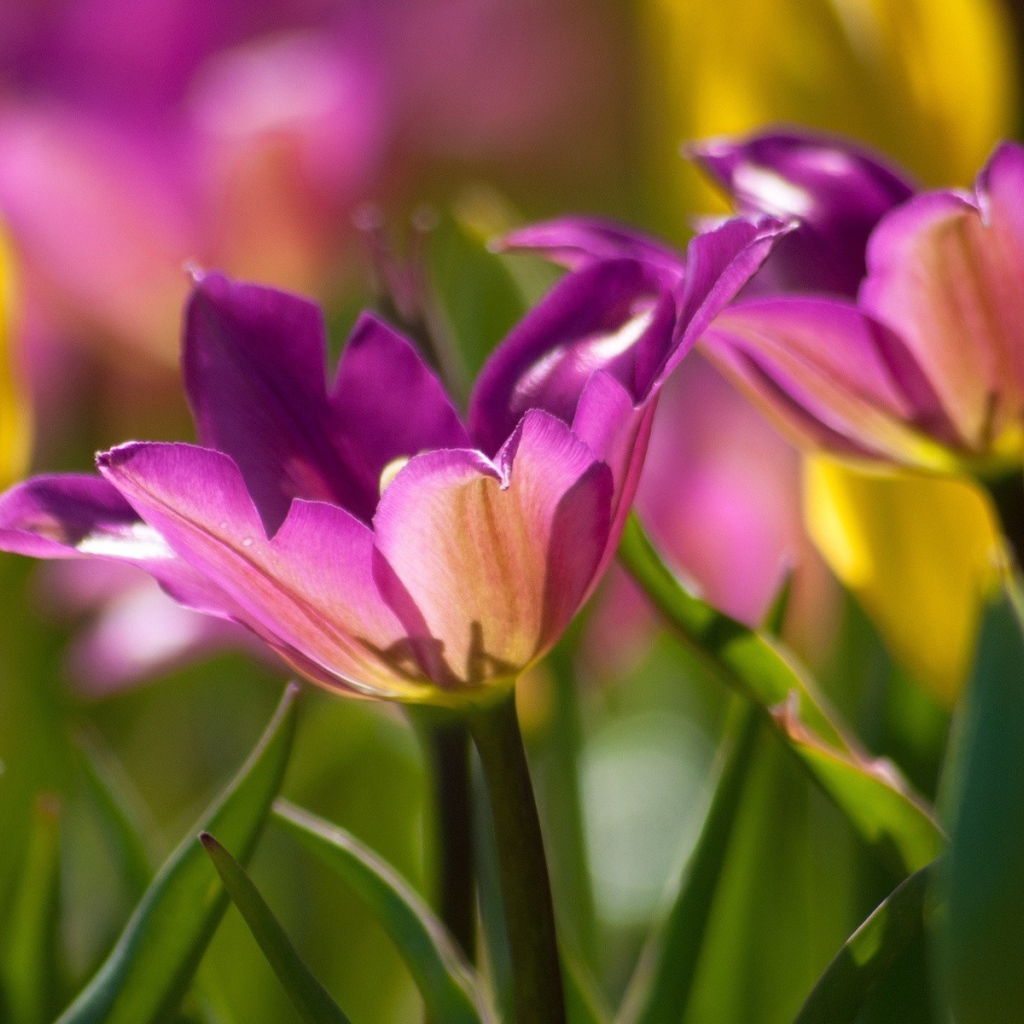 Два фиолетовых цветка тюльпана крупным планом