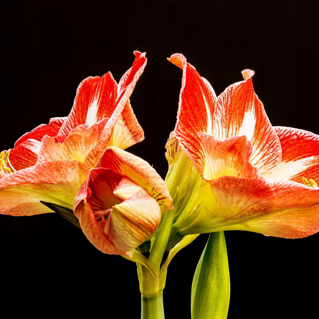 Два красных цветка амариллиса на черном фоне