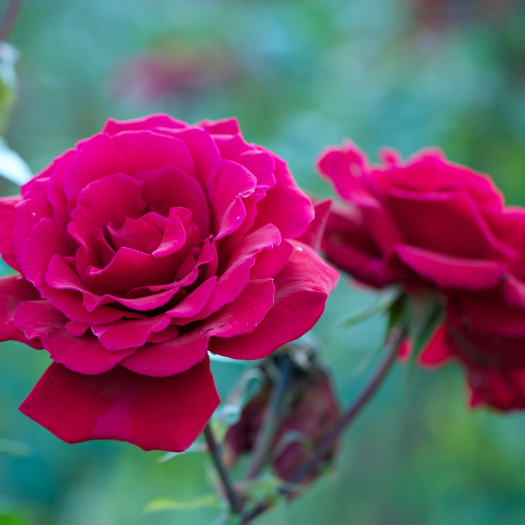 Две красные розы на клумбе крупным планом