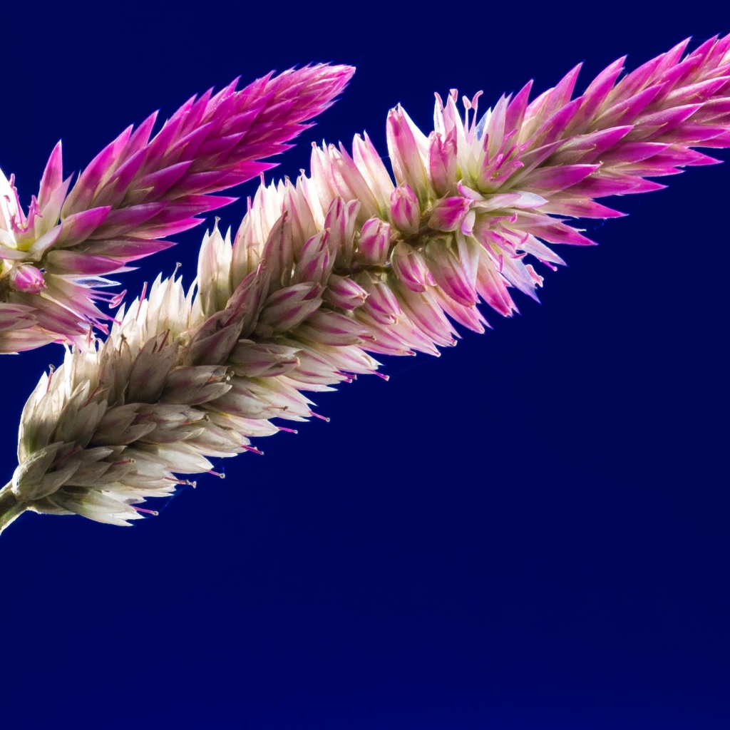 Два колоска на синем фоне