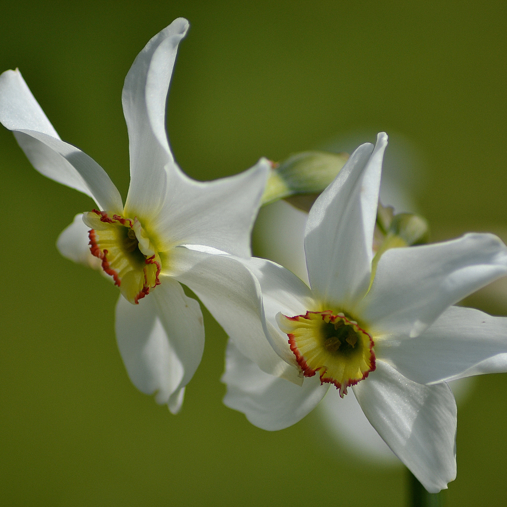 Два нежных белых нарцисса крупным планом