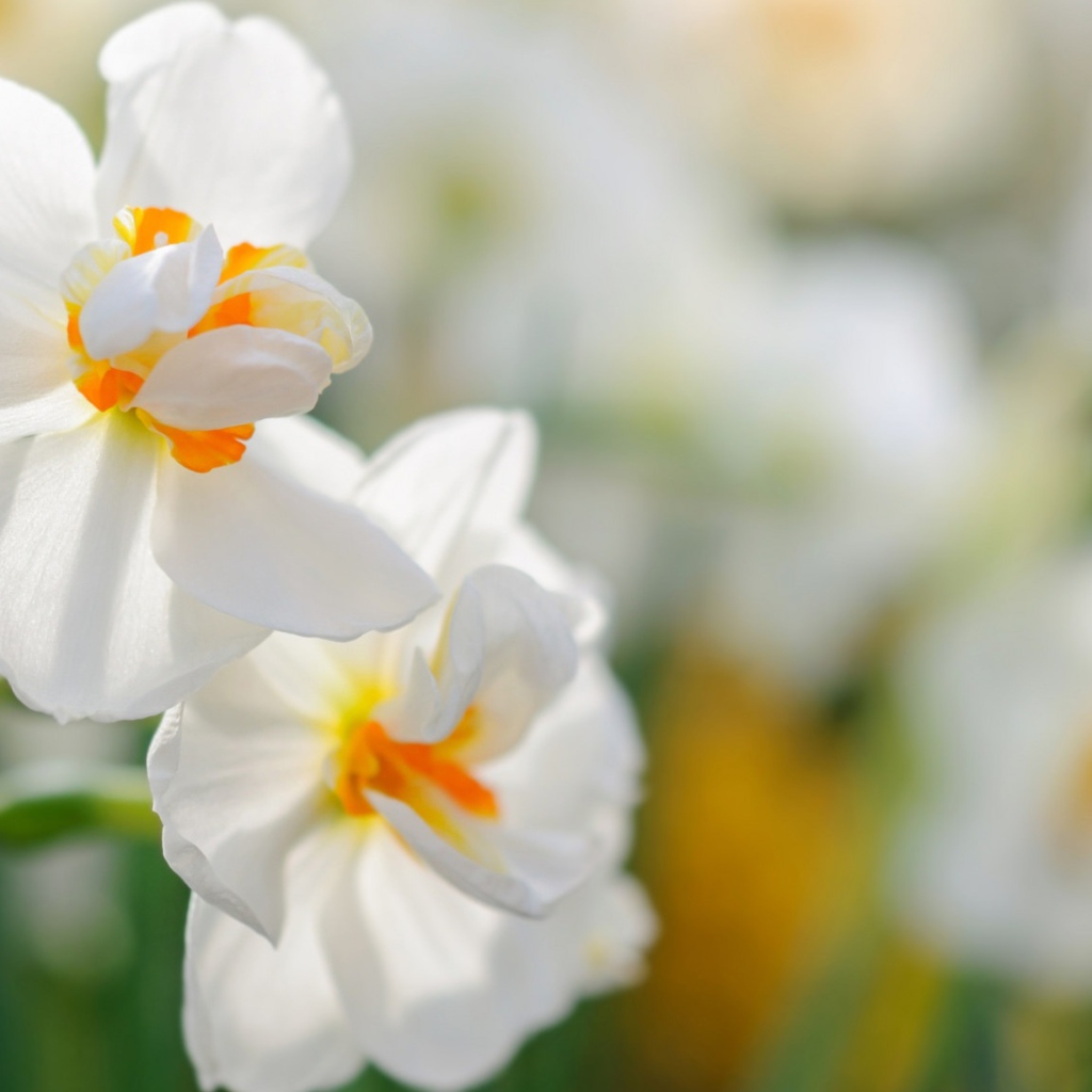 Два белых цветка нарцисса крупным планом