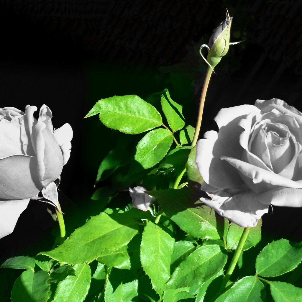 Две белые розы с бутонами в лучах солнца