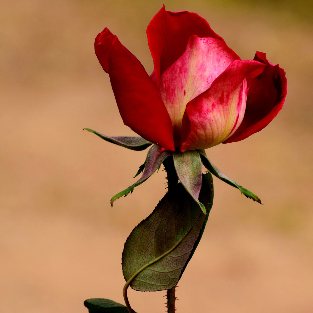 Нераспустившаяся красная роза