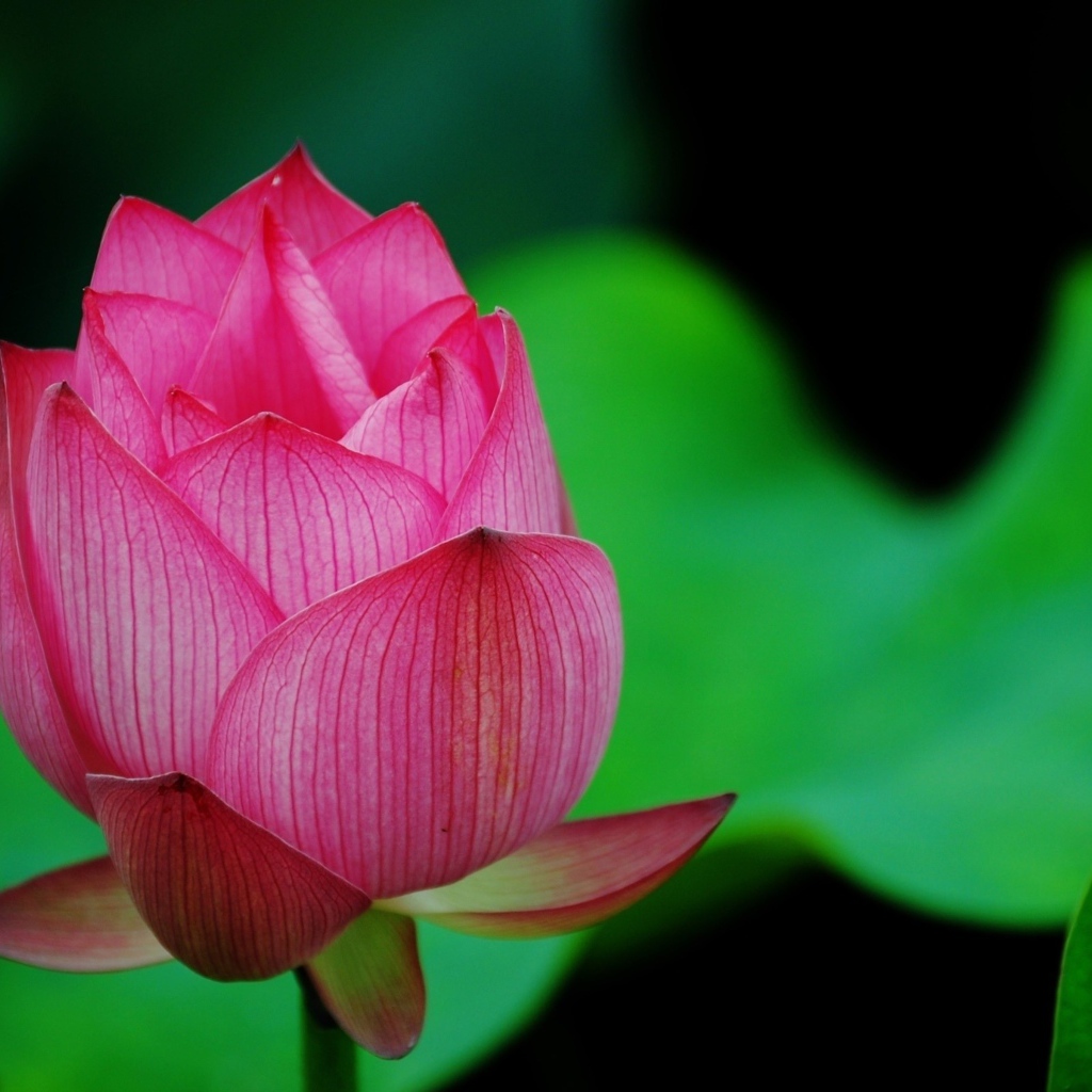 Нераспустившийся розовый цветок лотоса