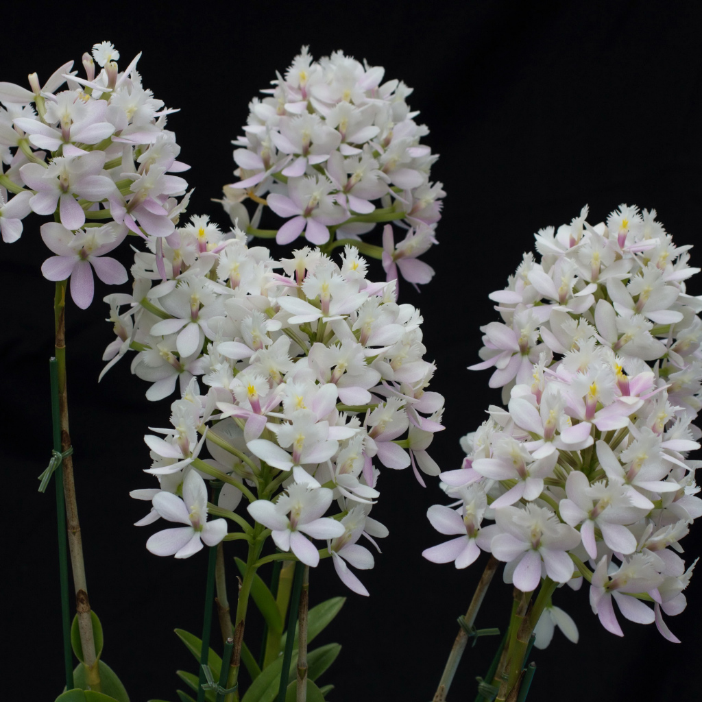 Необычные белые экзотические цветы орхидеи