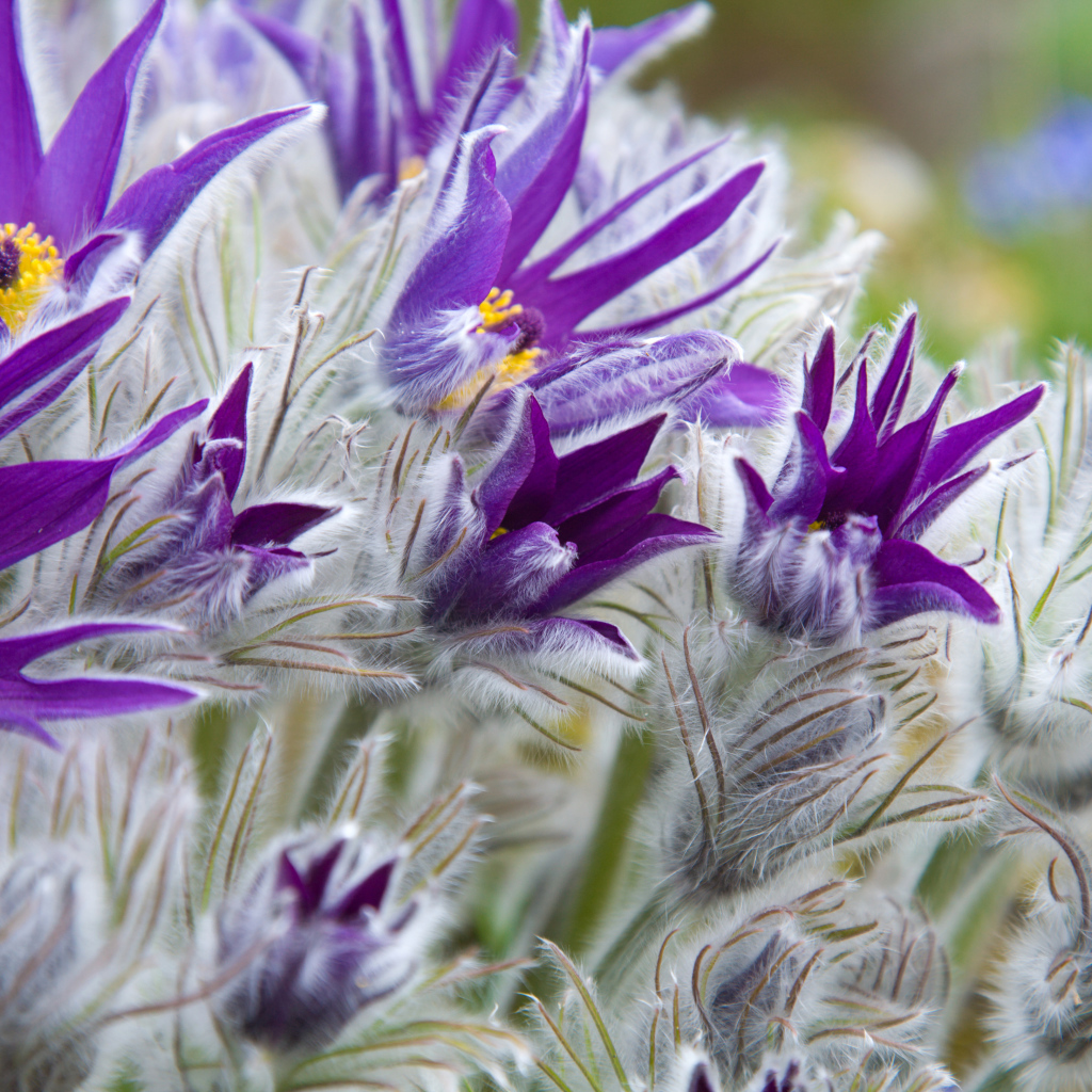 Фиолетовые цветы прострел с бутонами крупным планом