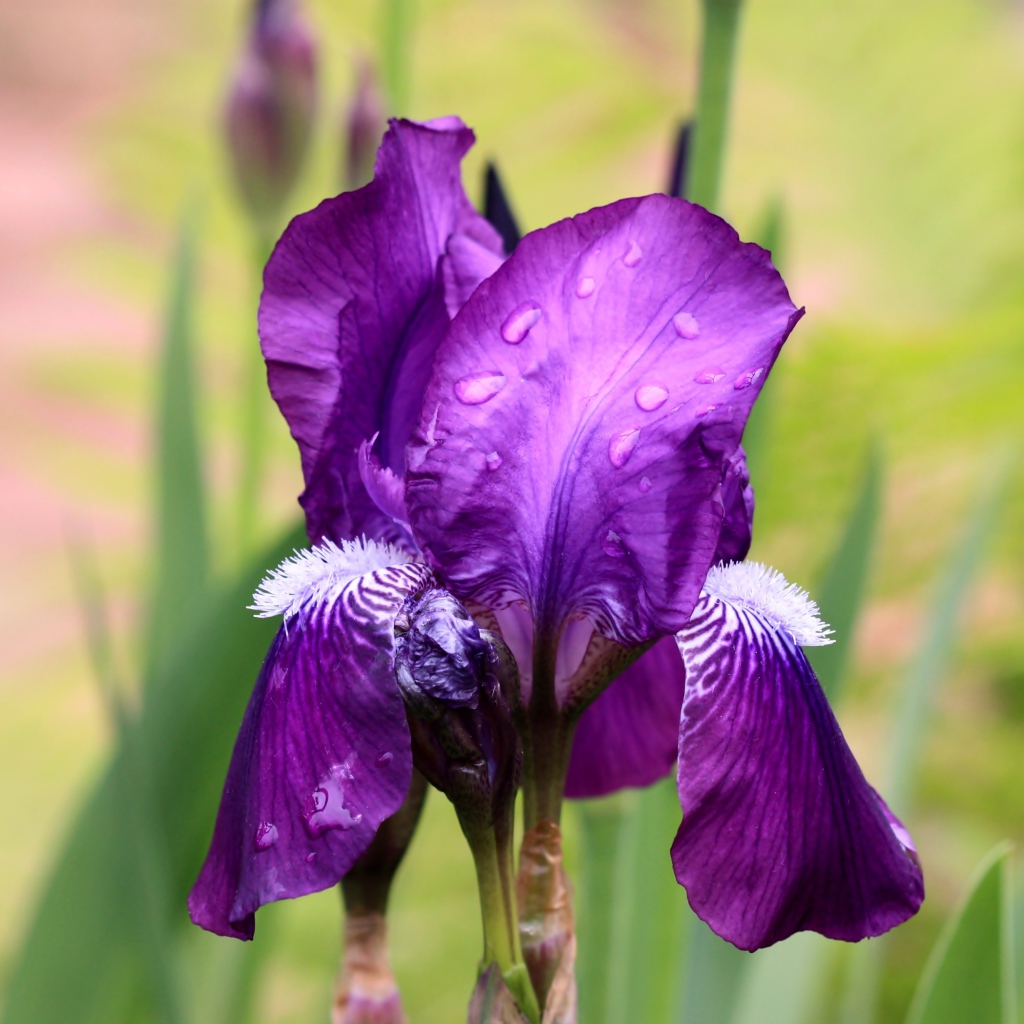 Фиолетовый цветок ириса в каплях дождя крупным планом