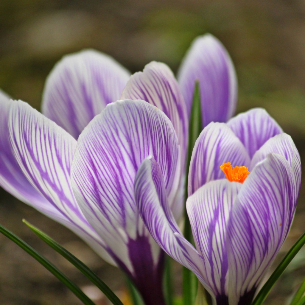 Фиолетовые весенние крокусы крупным планом