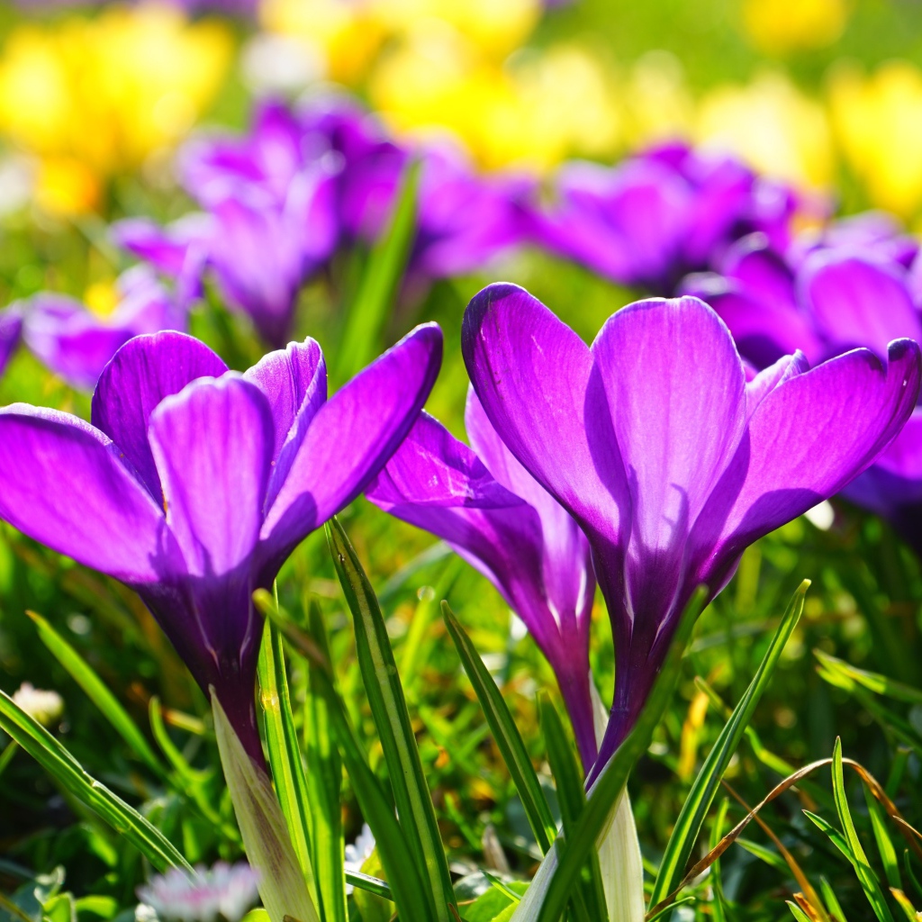 Фиолетовые весенние крокусы в лучах солнца