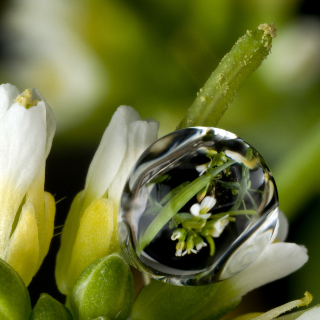 Капля воды на белом цветке крупным планом