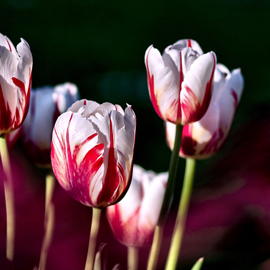 Бело-розовые тюльпаны крупным планом