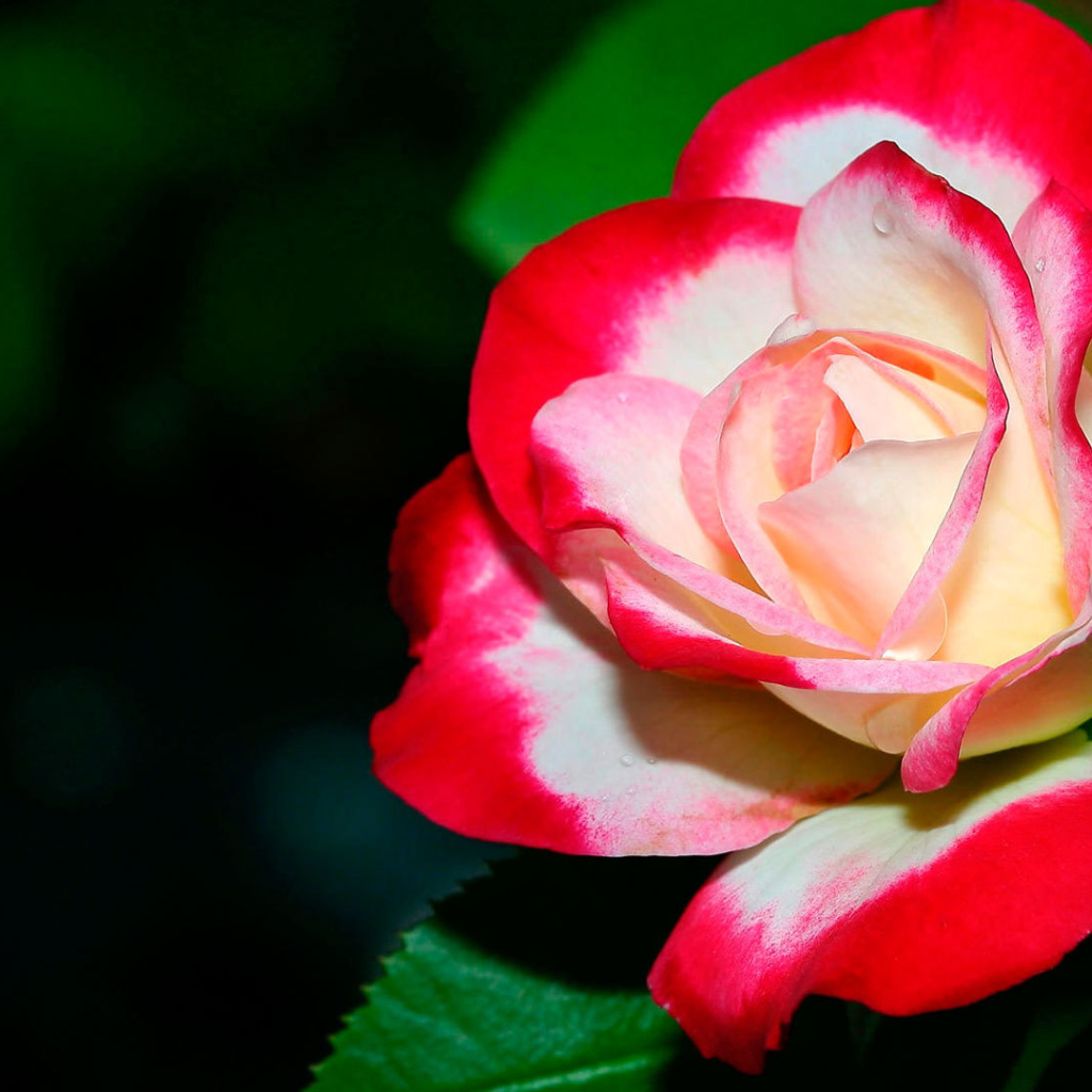 Бело- красная роза крупным планом 