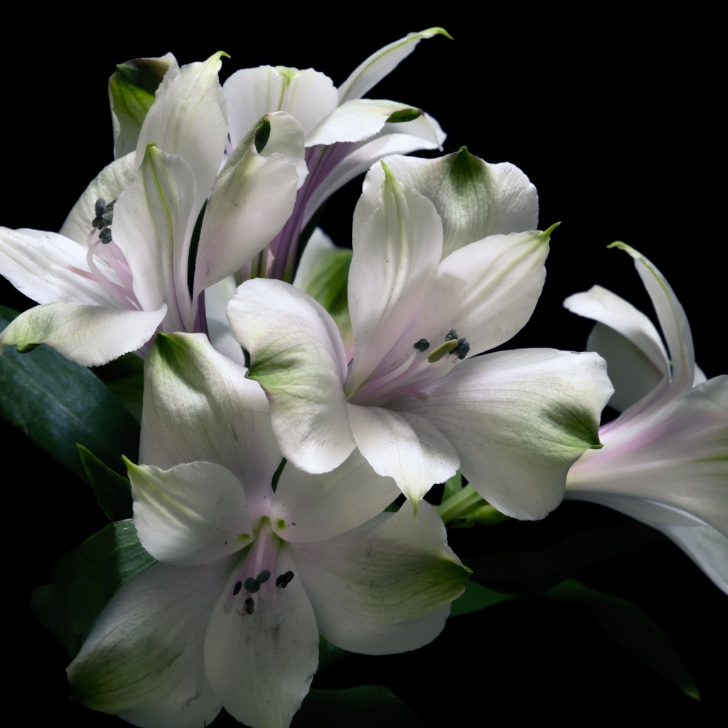 Белые цветы альстрёмерия на черном фоне