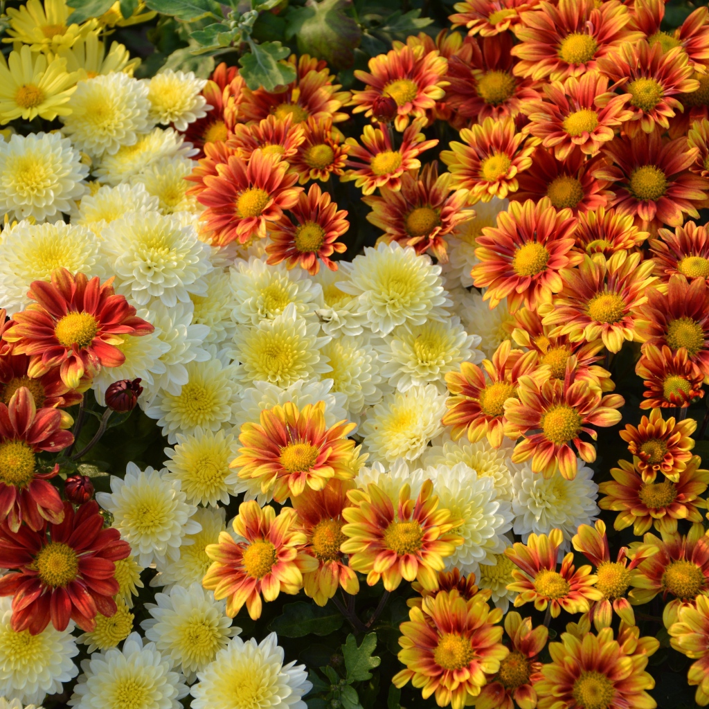 Белые и оранжевые хризантемы на клумбе