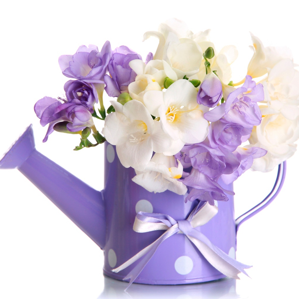 Белые и фиолетовый цветы фрезии в лейке на белом фоне