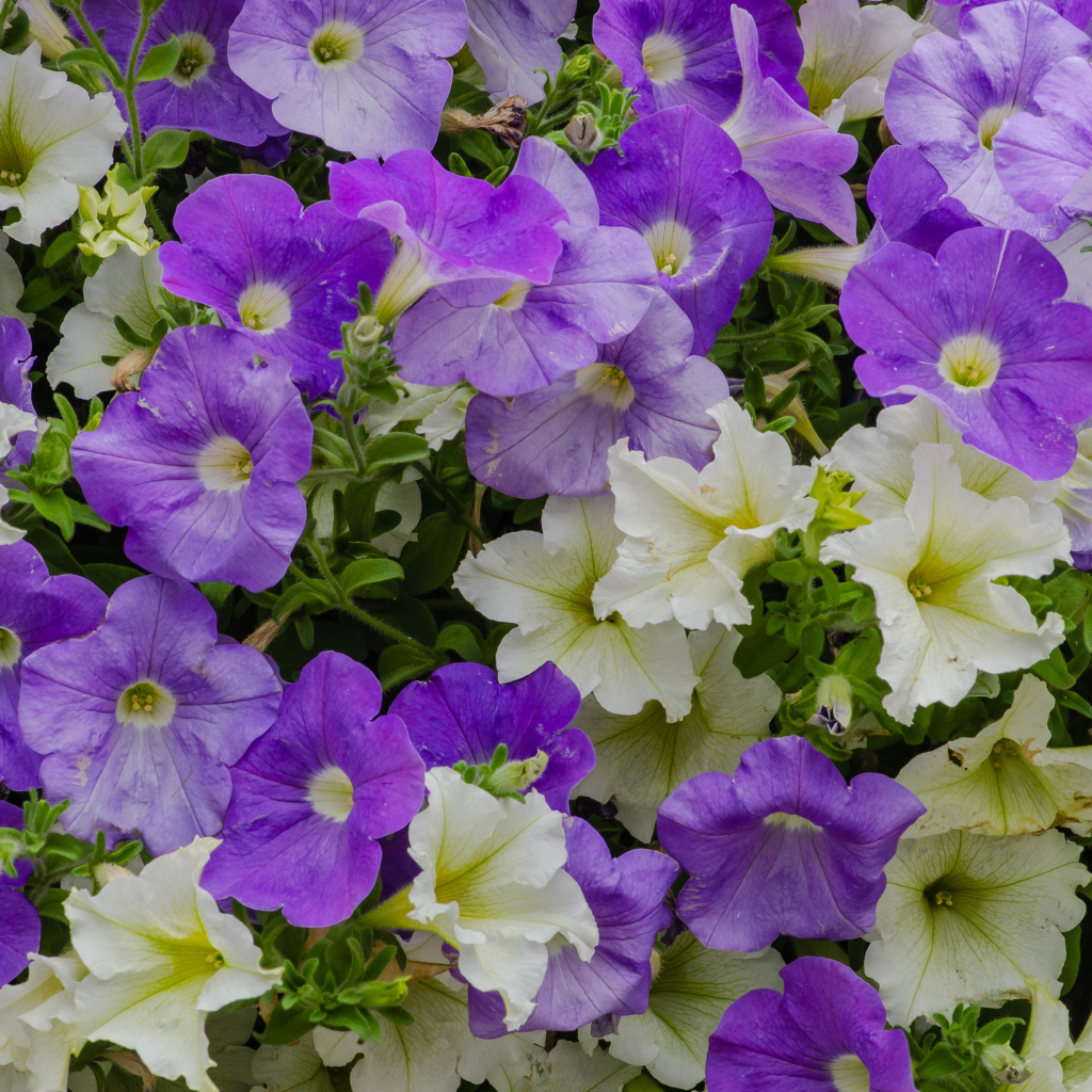 Белые и фиолетовые цветы петунии крупным планом