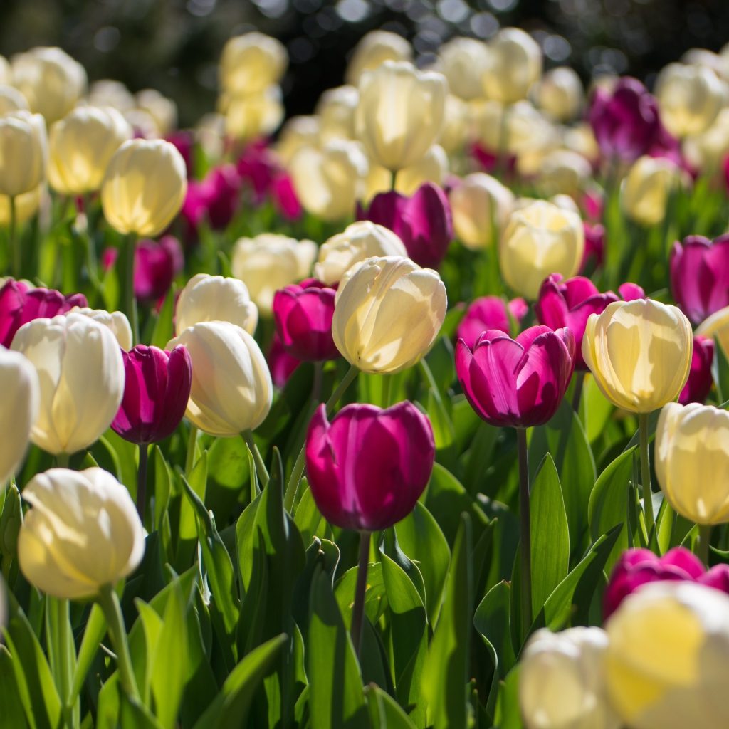 Белые и сиреневые тюльпаны в лучах солнца 
