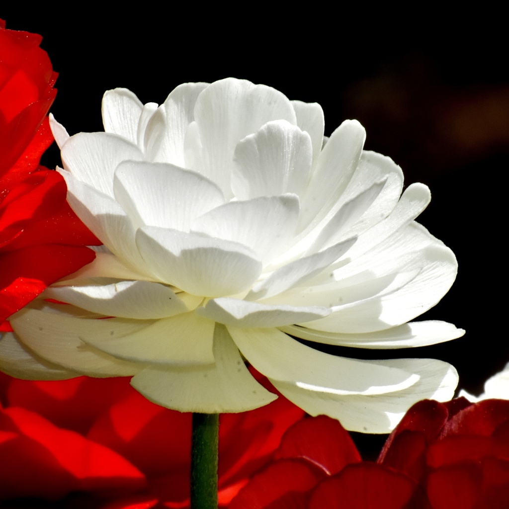 Белые и красные цветы лютика