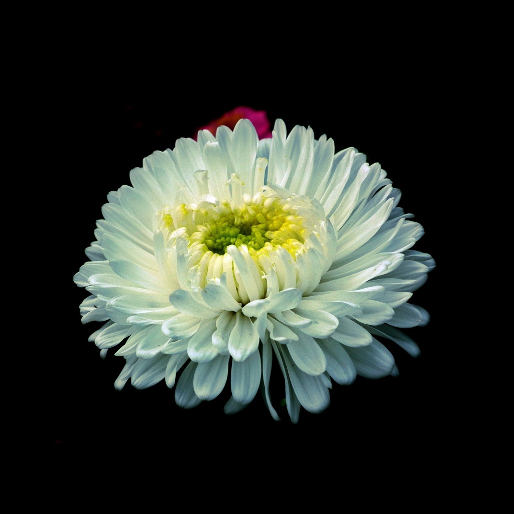 Белый цветок астры на черном фоне