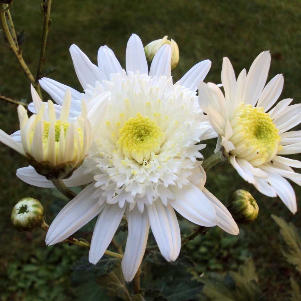 Белые осенние цветы хризантемы с бутонами крупным планом