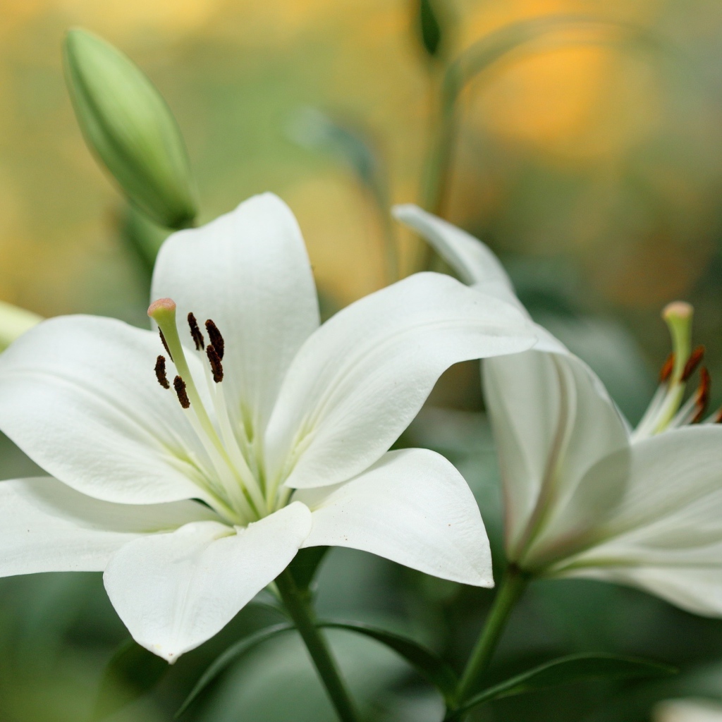 Белые красивые лилии с бутонами крупным планом