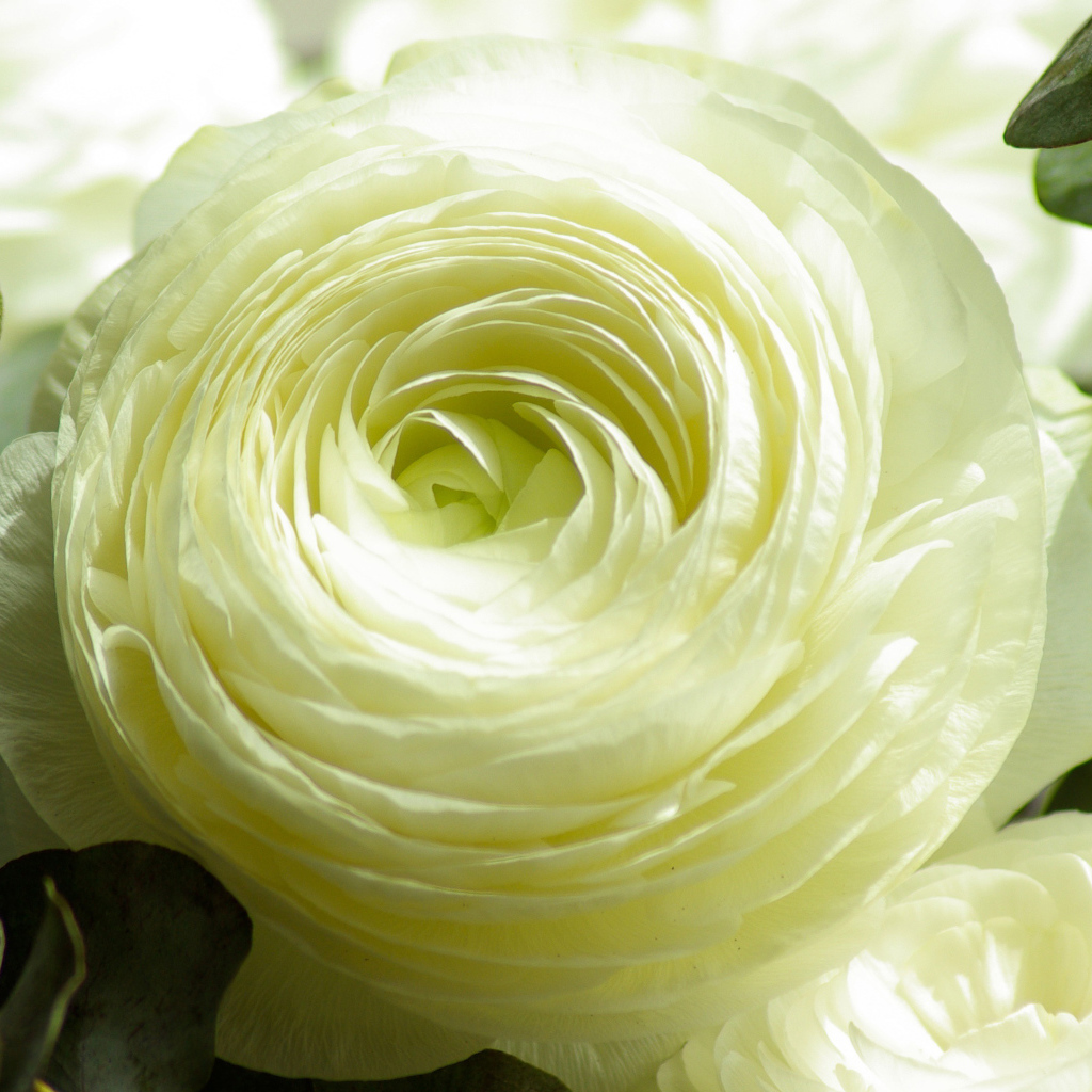 Белый лютик крупным планом