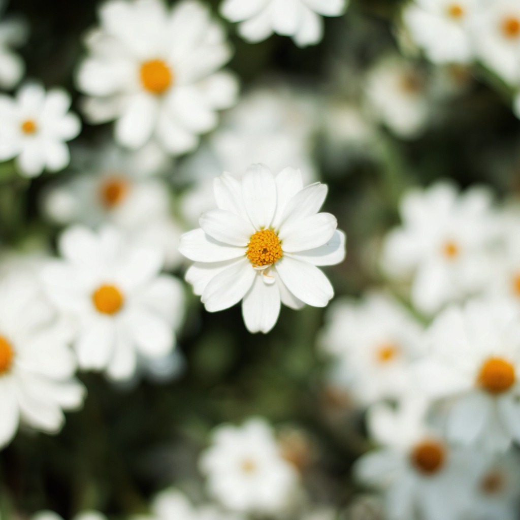 Белый цветок космеи крупным планом