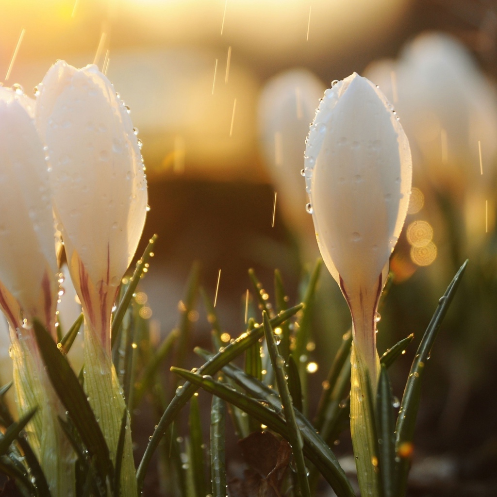 Белые крокусы под весенним дождем