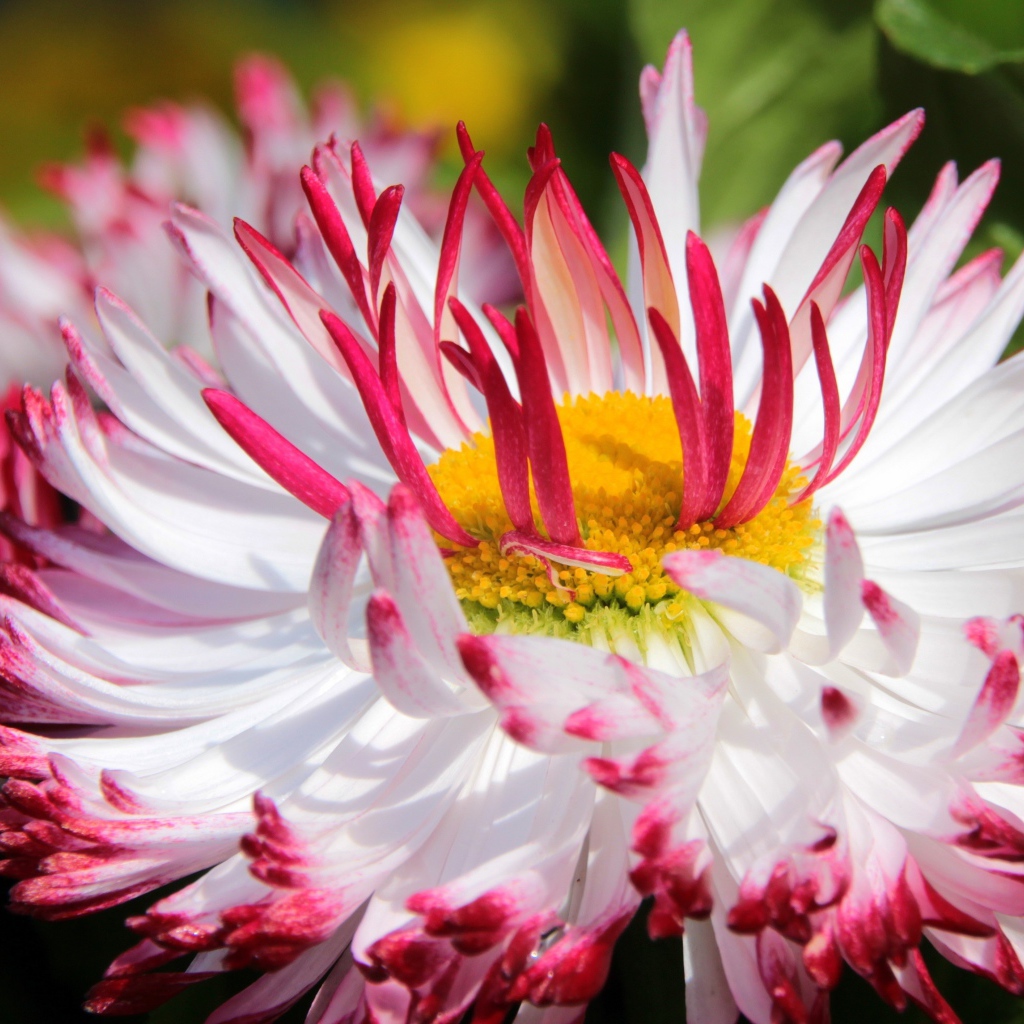 Белые цветы маргаритки с красными лепестками и желтой серединкой